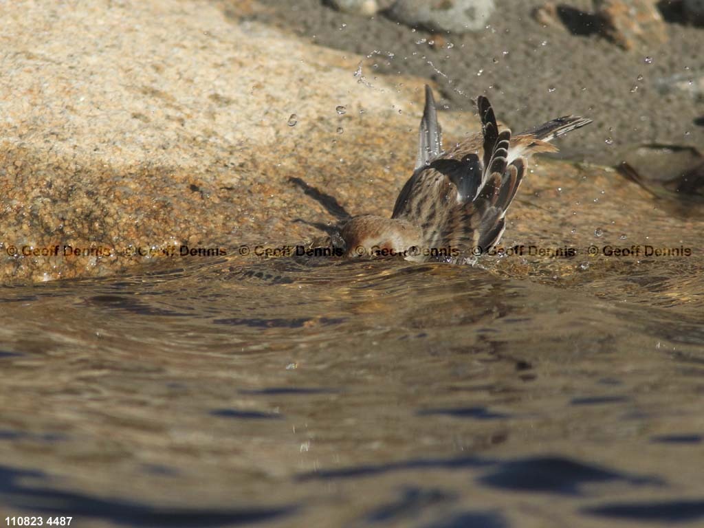 SNBU-BX_Snow-Bunting
