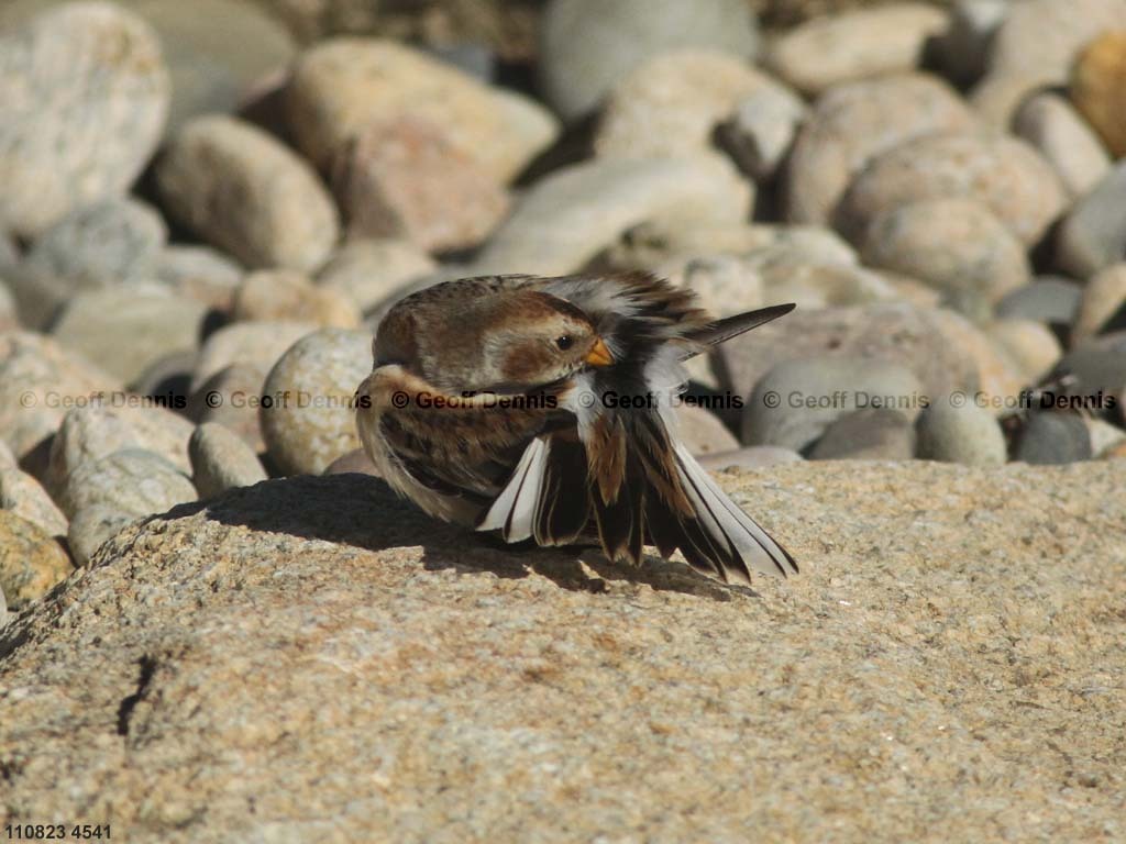 SNBU-BY_Snow-Bunting