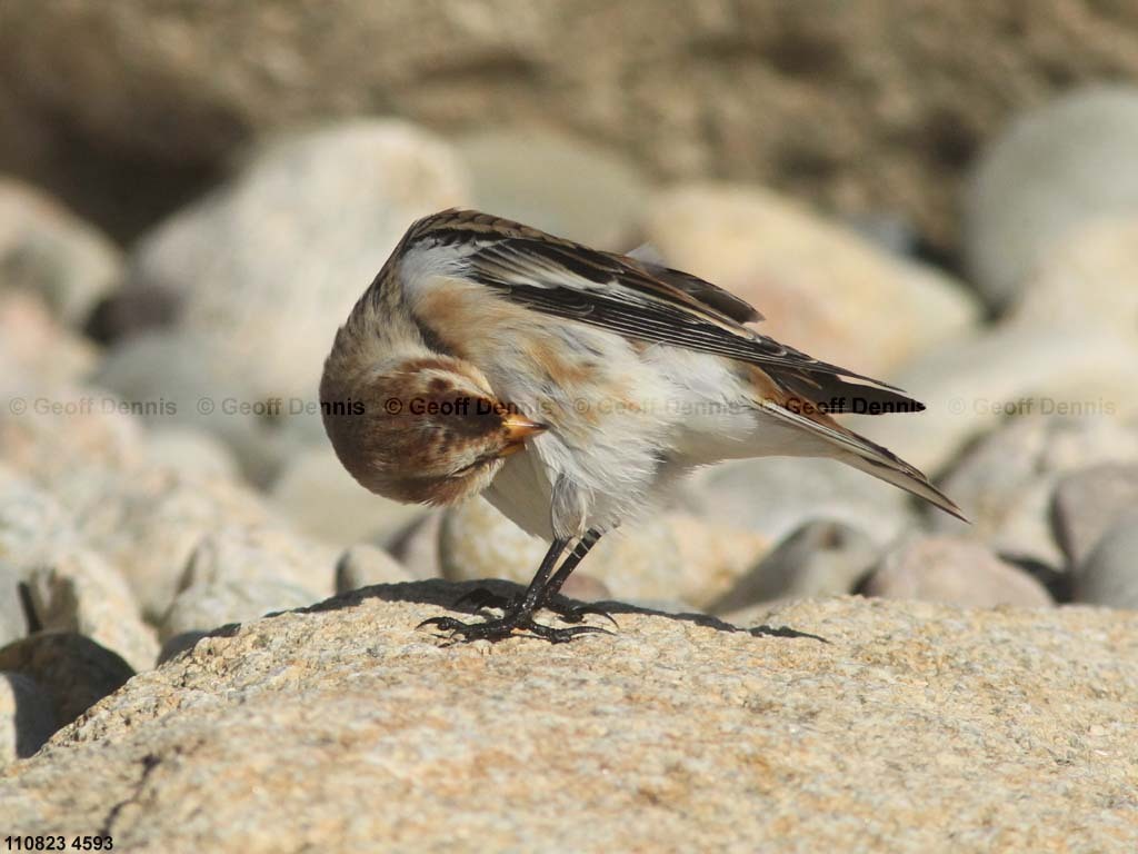 SNBU-BZ_Snow-Bunting