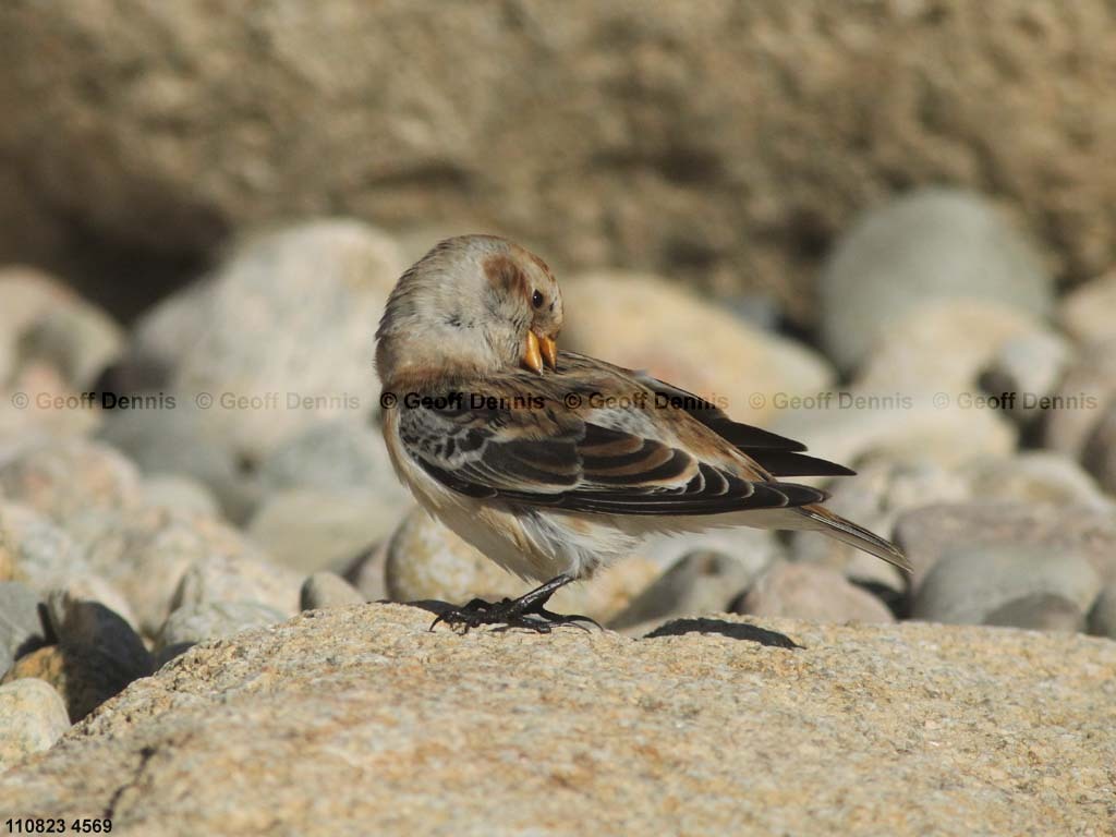 SNBU-CA_Snow-Bunting