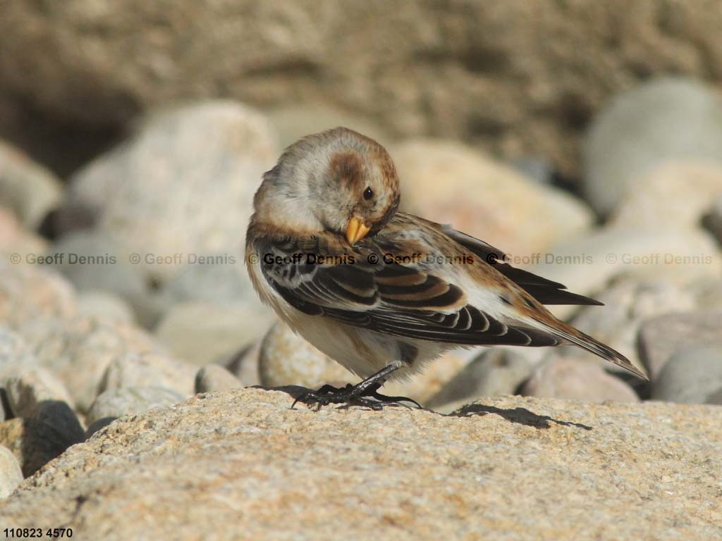 SNBU-CB_Snow-Bunting