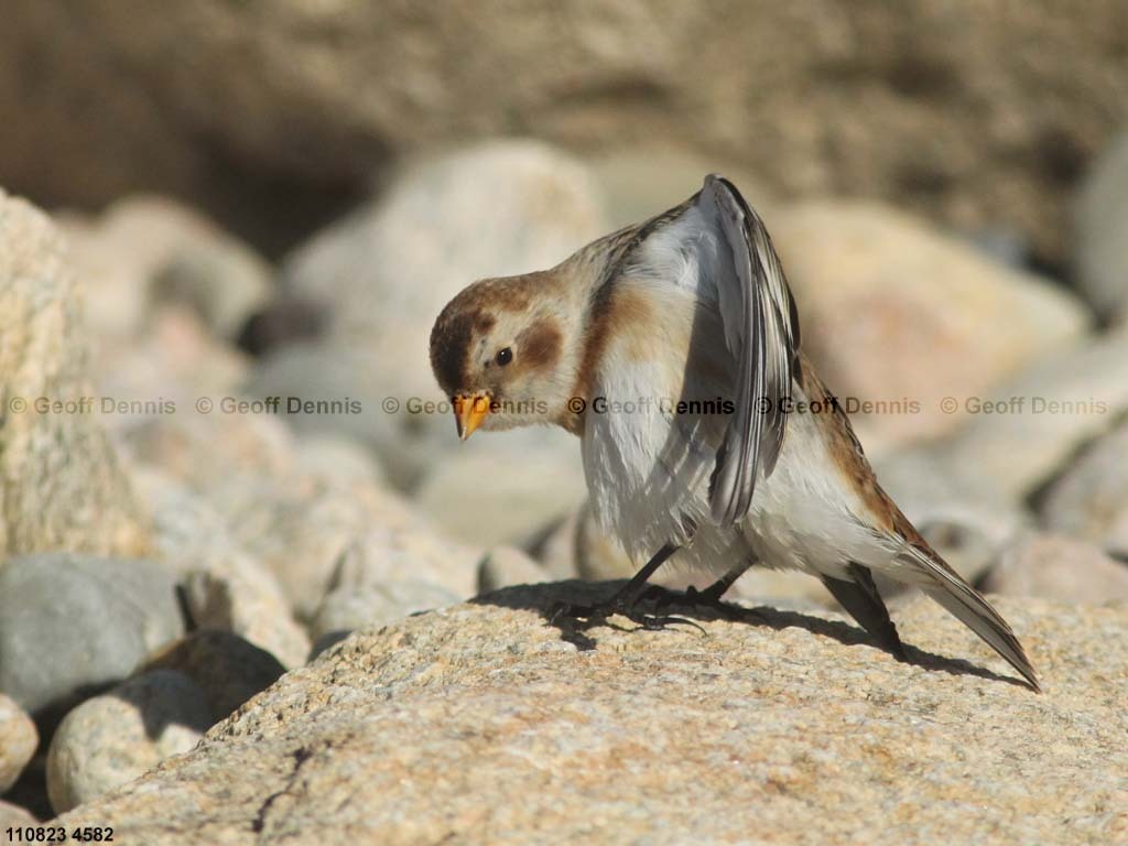SNBU-CC_Snow-Bunting