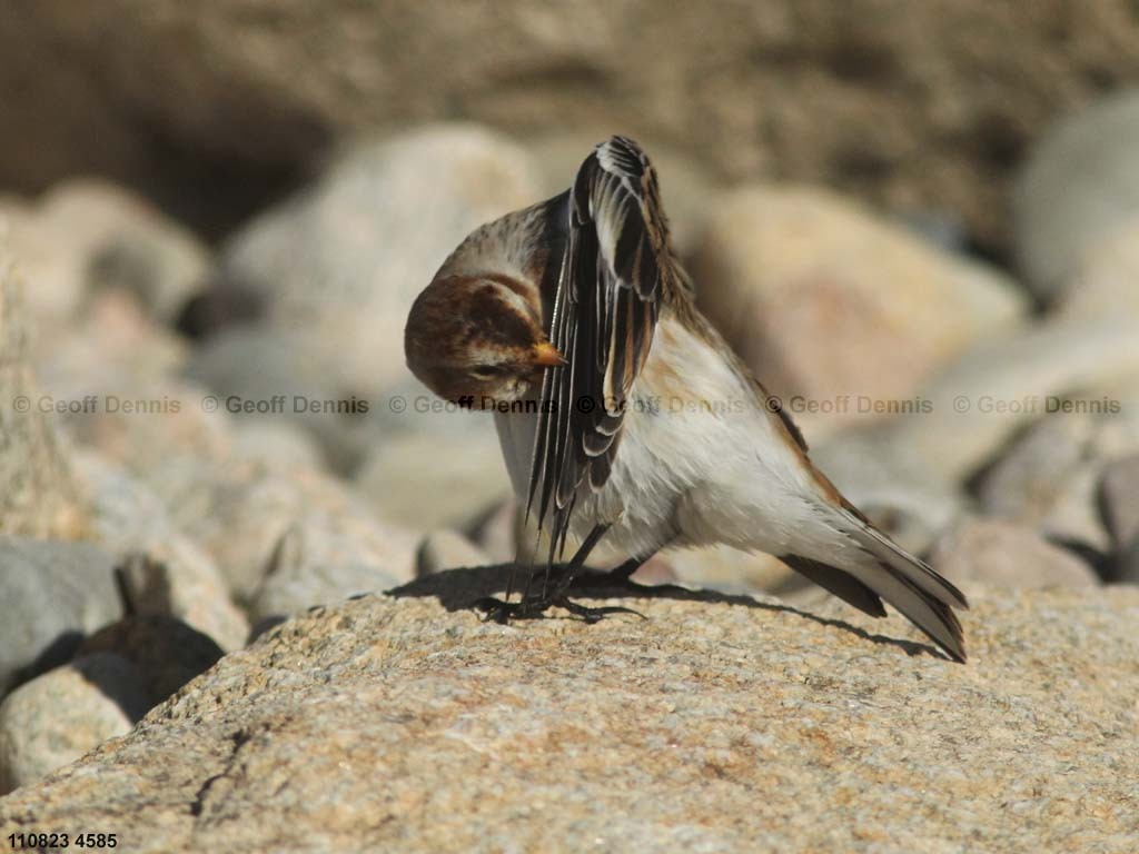 SNBU-CD_Snow-Bunting