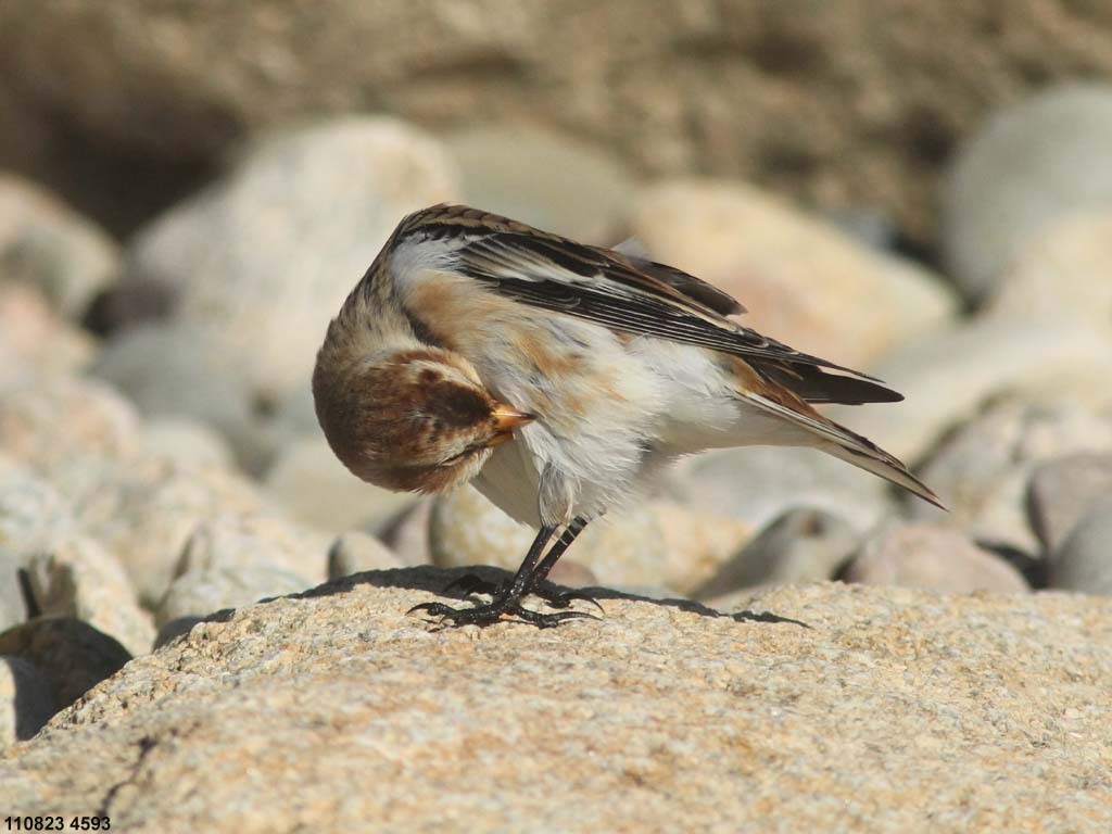 SNBU-CE_Snow-Bunting