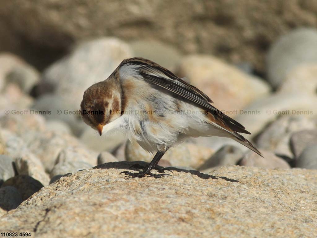 SNBU-CF_Snow-Bunting