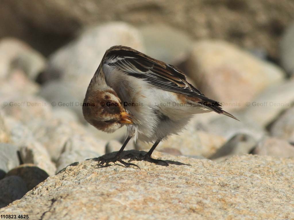 SNBU-CG_Snow-Bunting