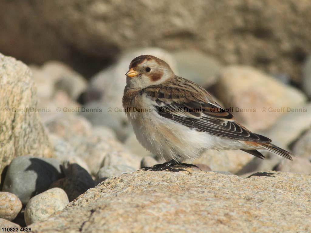 SNBU-CH_Snow-Bunting