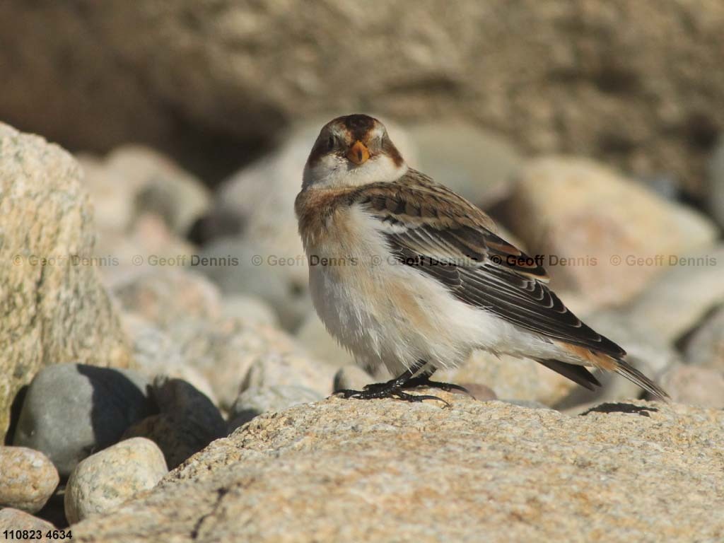 SNBU-CI_Snow-Bunting