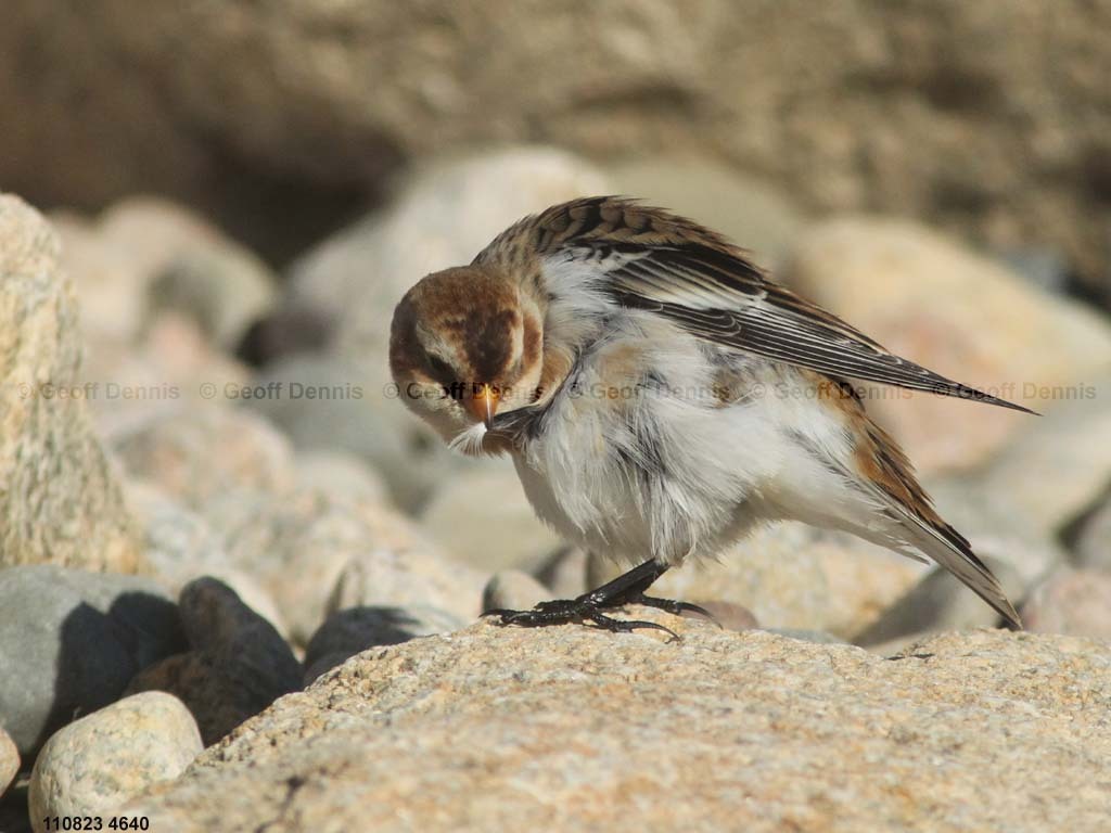 SNBU-CJ_Snow-Bunting