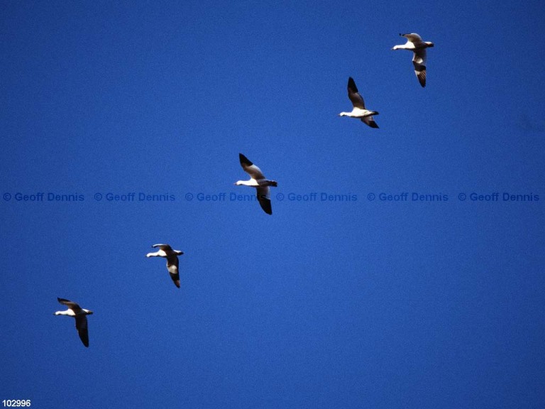 SNGO-AA_Snow-Goose