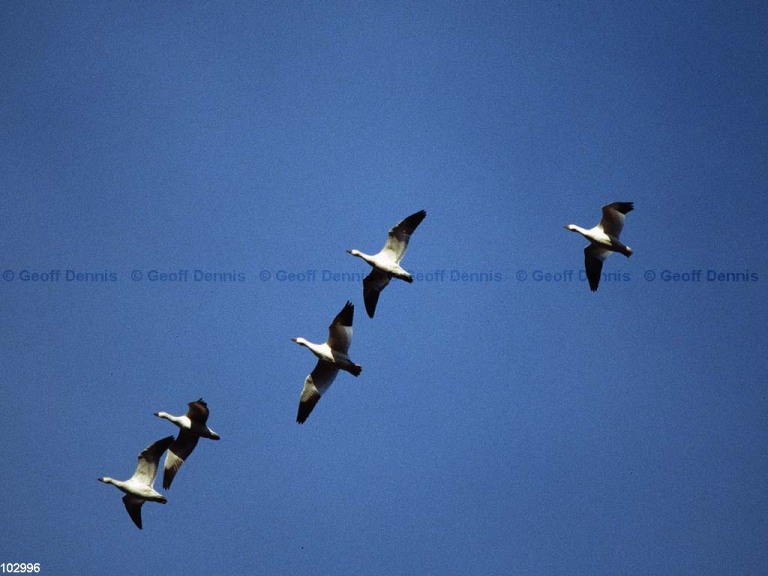 SNGO-AB_Snow-Goose