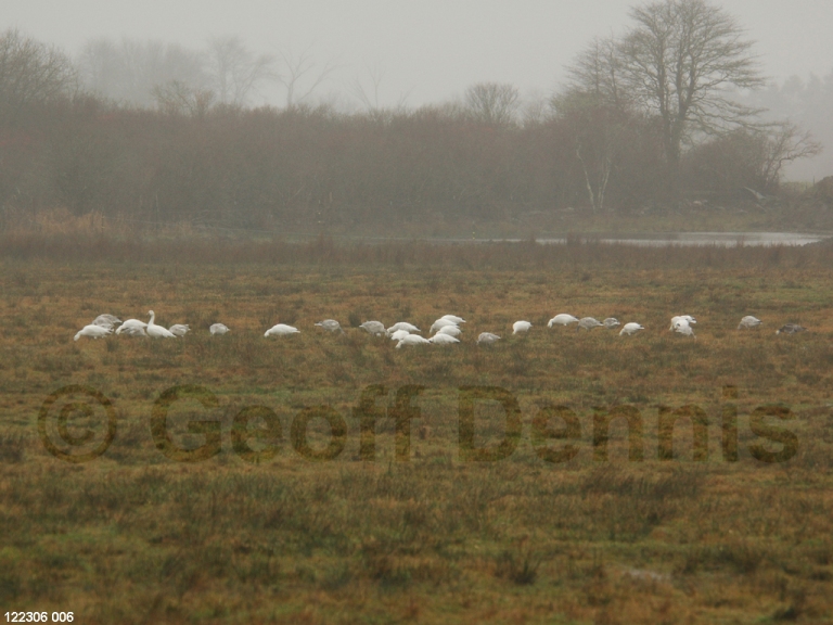 SNGO-AC_Snow-Goose