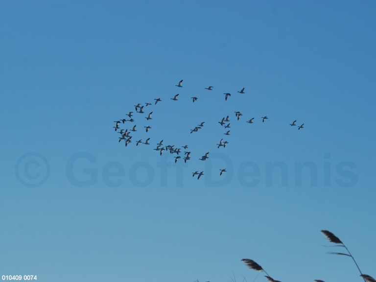 SNGO-AD_Snow-Goose