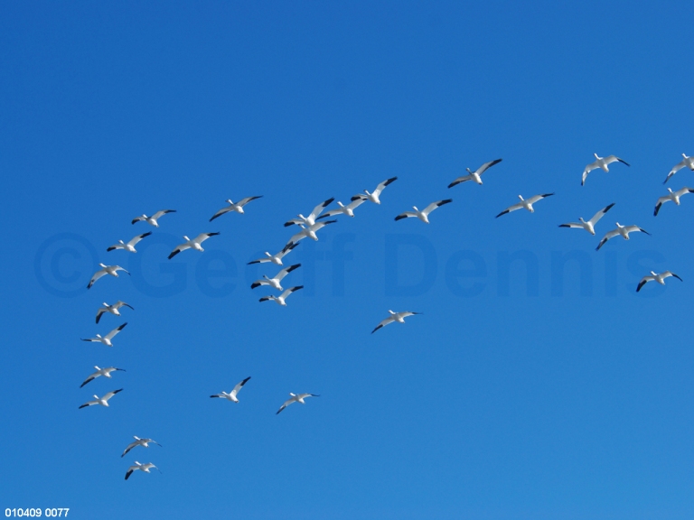 SNGO-AE_Snow-Goose