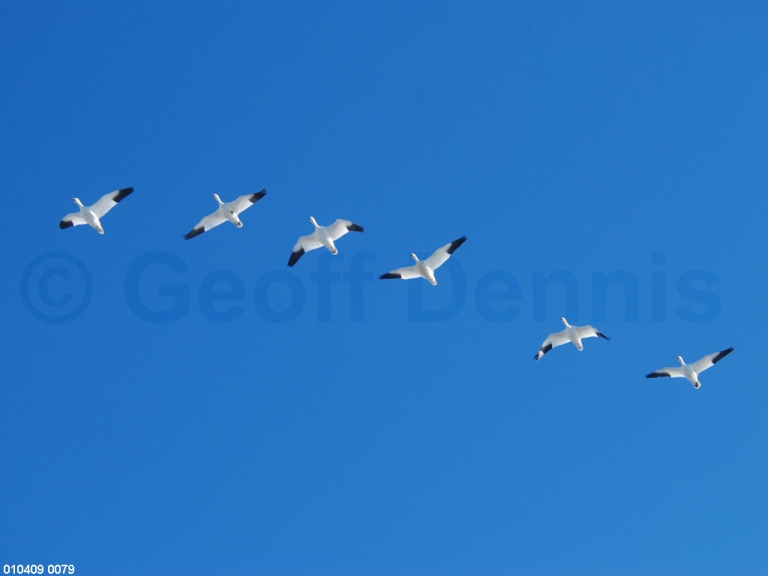 SNGO-AF_Snow-Goose
