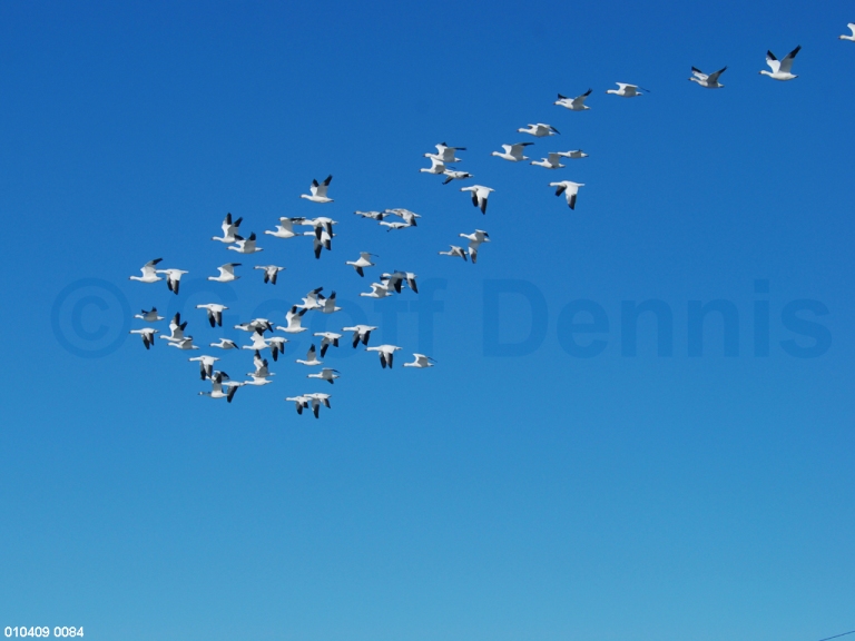 SNGO-AG_Snow-Goose