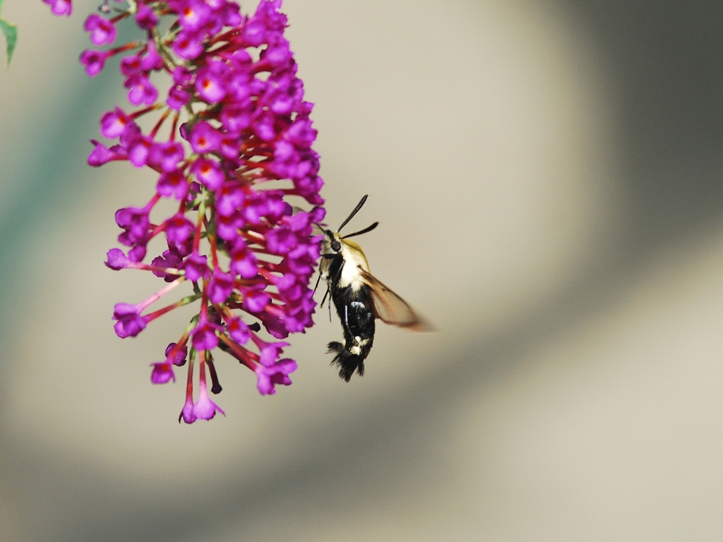 Snowberry-Clearwing-AA