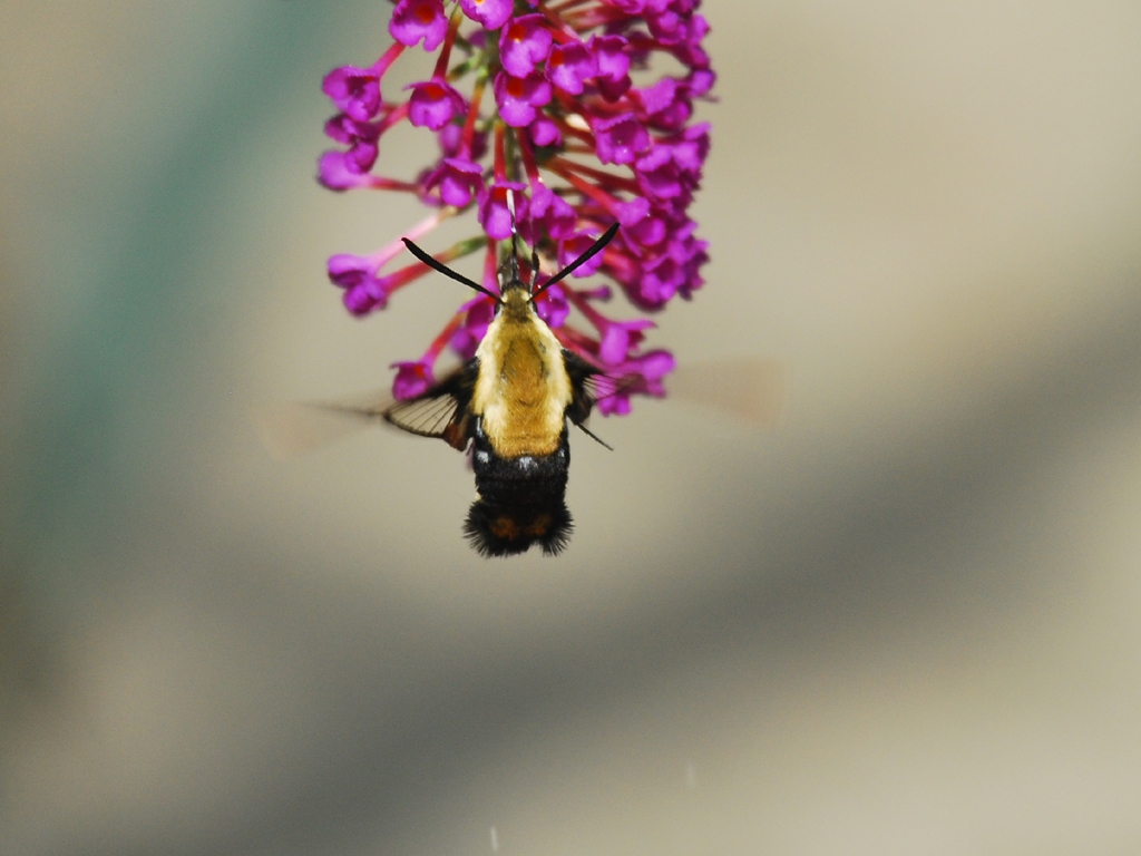 Snowberry-Clearwing-AB