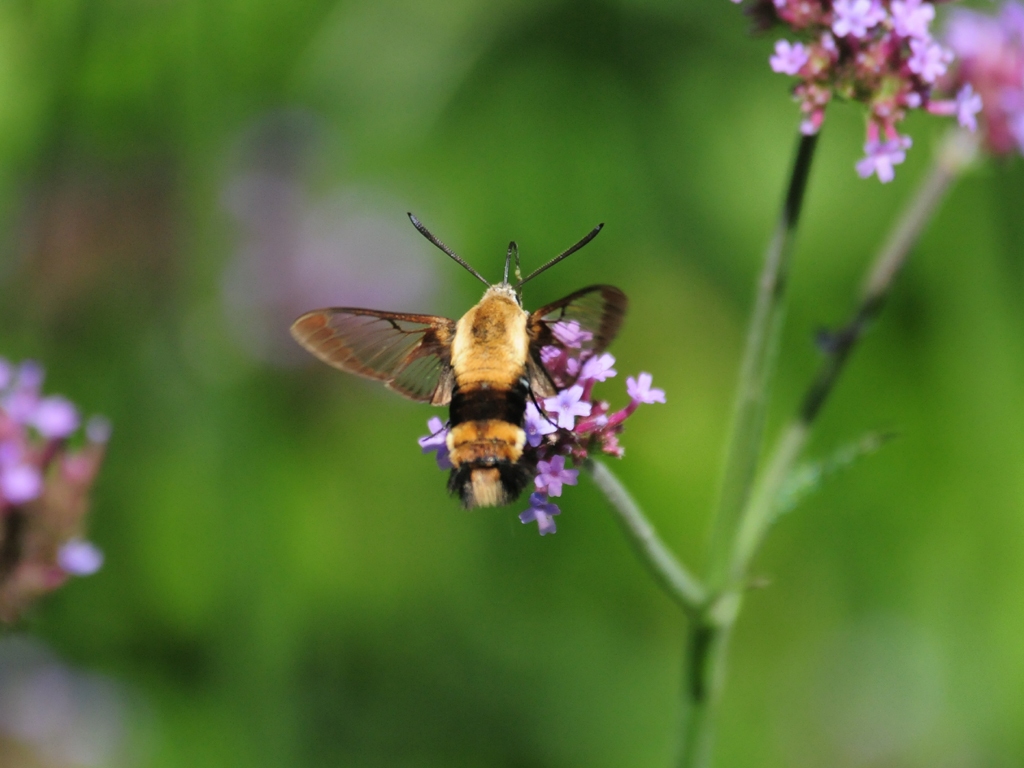 Snowberry-Clearwing-AC