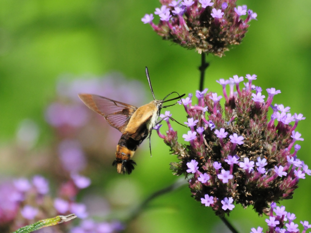 Snowberry-Clearwing-AD