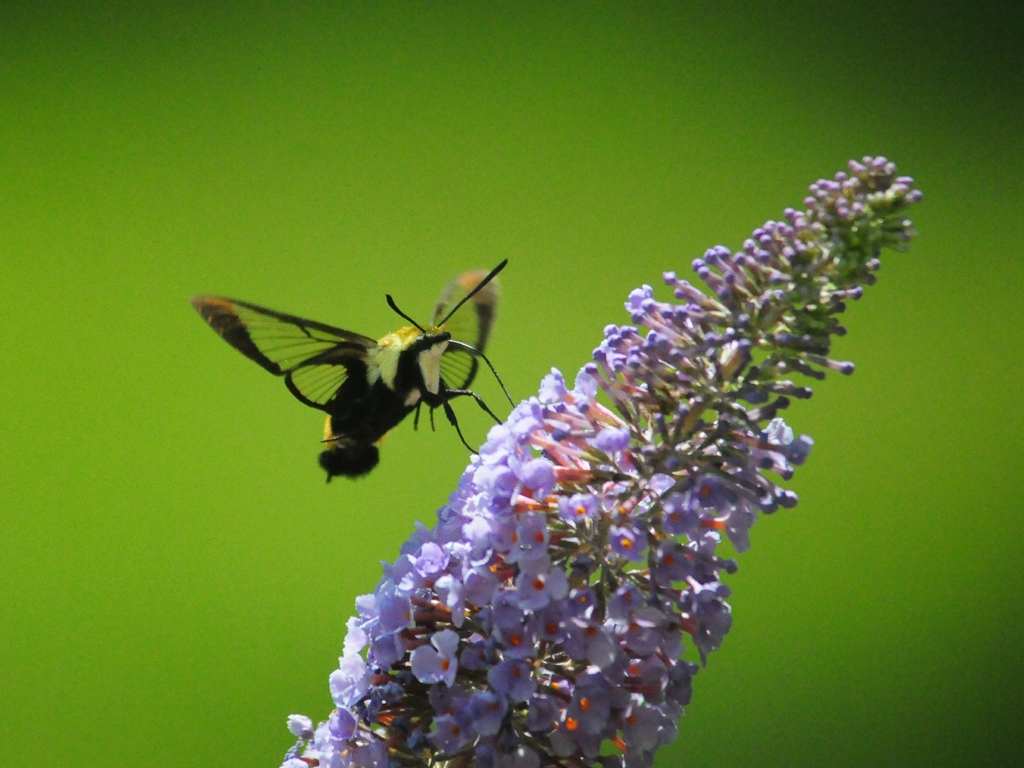 Snowberry-Clearwing-AE