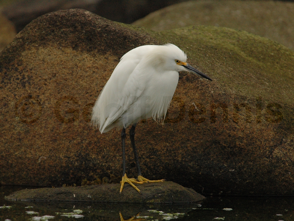 SNEG-AB_Snowy-Egret