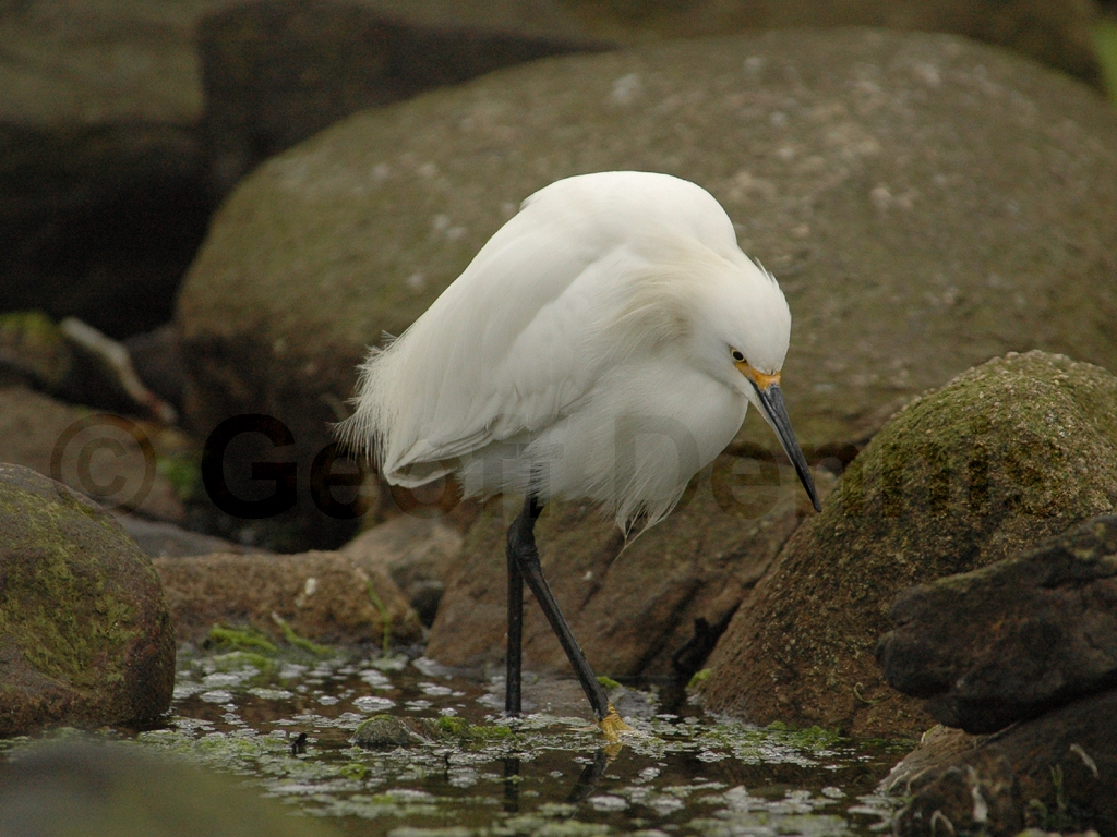 SNEG-AC_Snowy-Egret