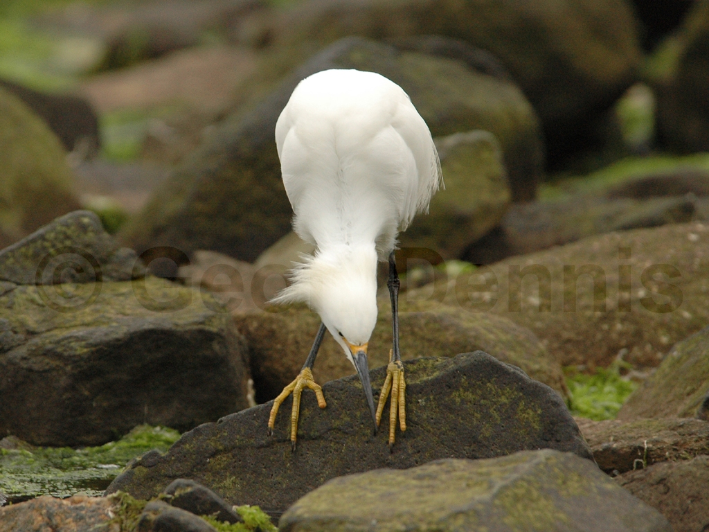 SNEG-AD_Snowy-Egret