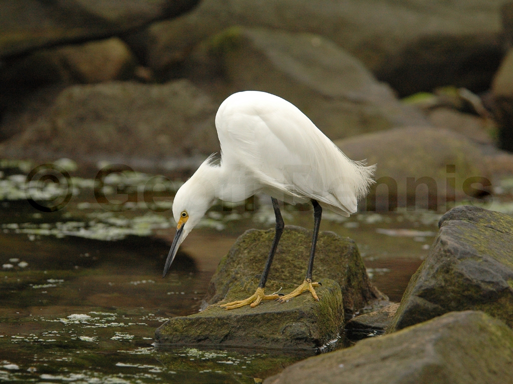 SNEG-AE_Snowy-Egret