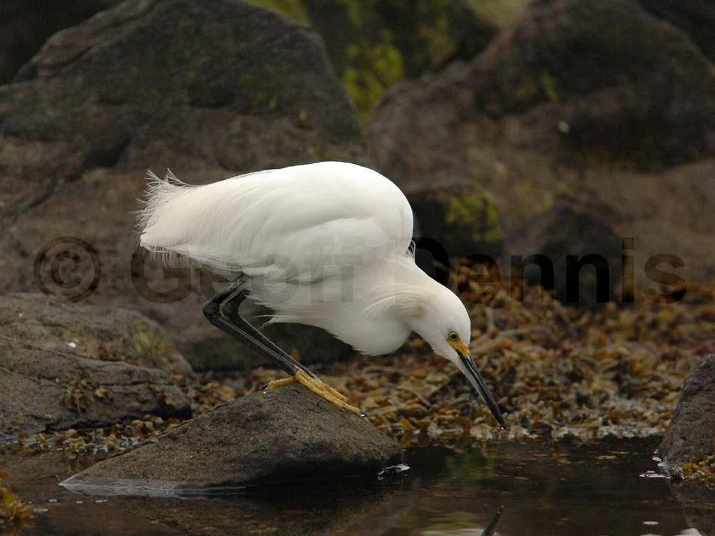 SNEG-AF_Snowy-Egret