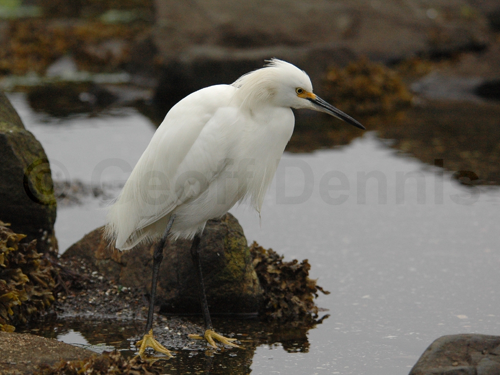 SNEG-AG_Snowy-Egret