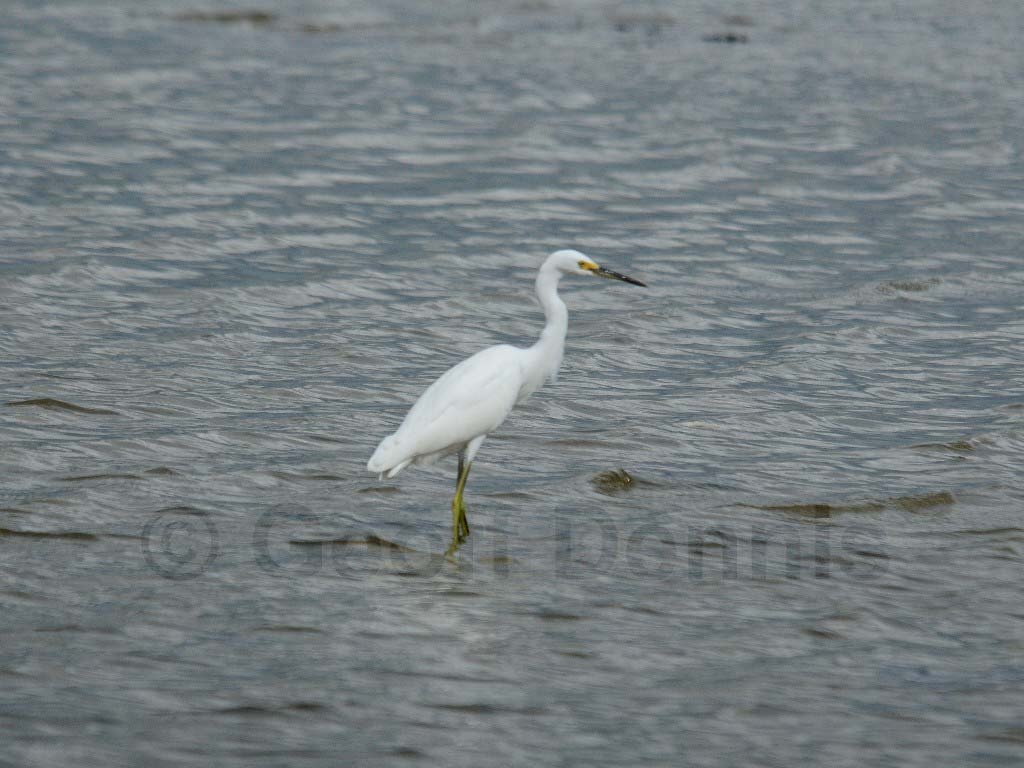 SNEG-AJ_Snowy-Egret