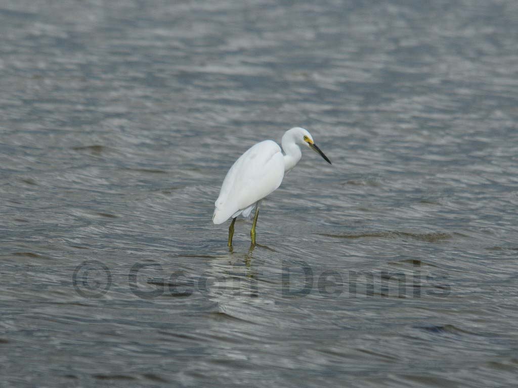 SNEG-AK_Snowy-Egret
