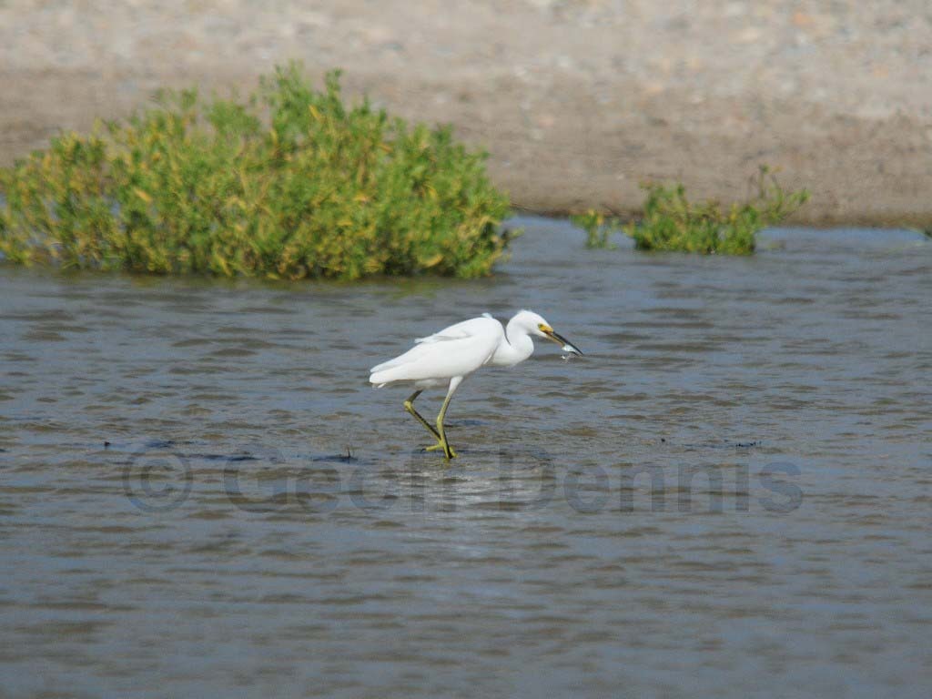 SNEG-AL_Snowy-Egret