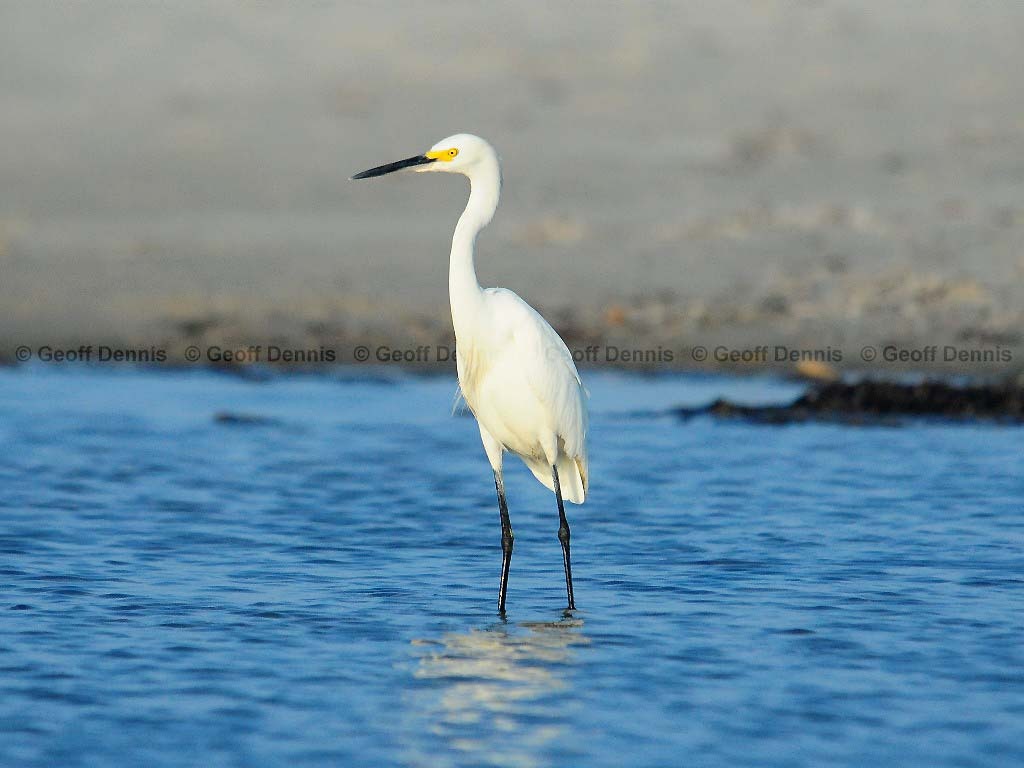SNEG-AM_Snowy-Egret