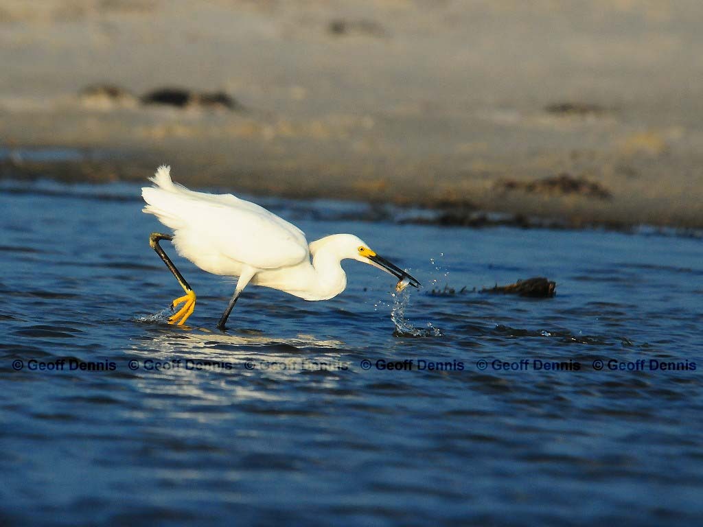 SNEG-AN_Snowy-Egret