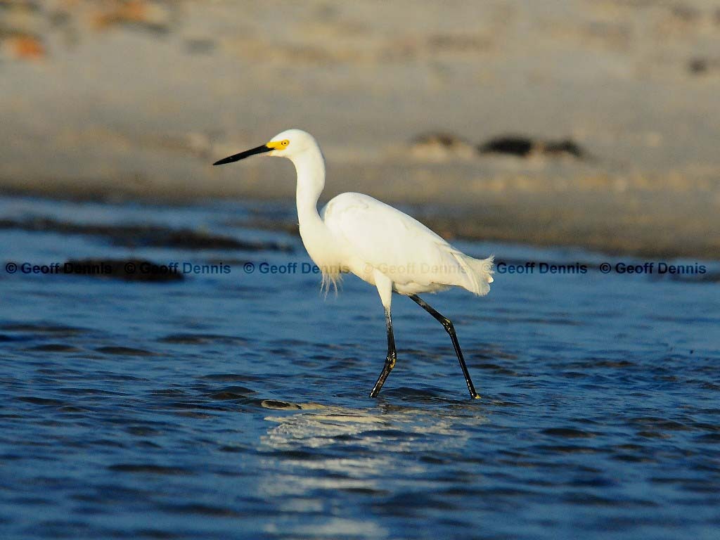 SNEG-AO_Snowy-Egret