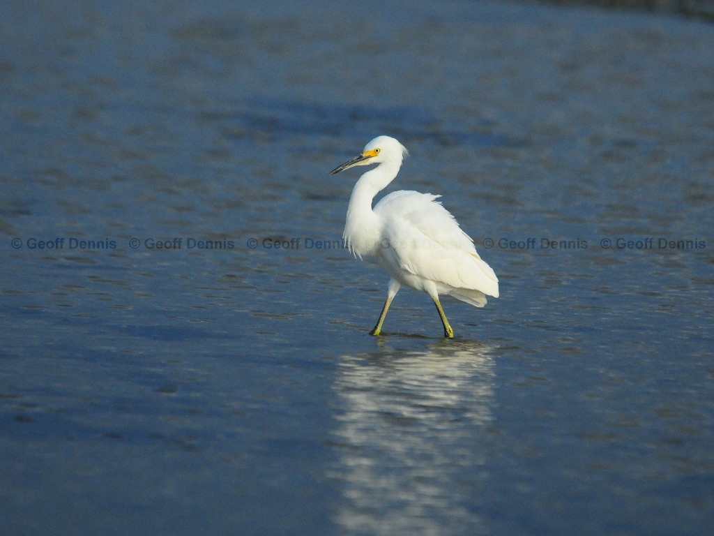 SNEG-AP_Snowy-Egret
