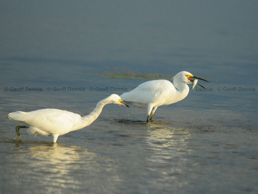 SNEG-AQ_Snowy-Egret
