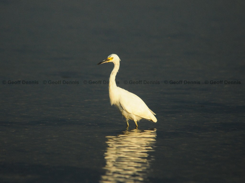 SNEG-AR_Snowy-Egret