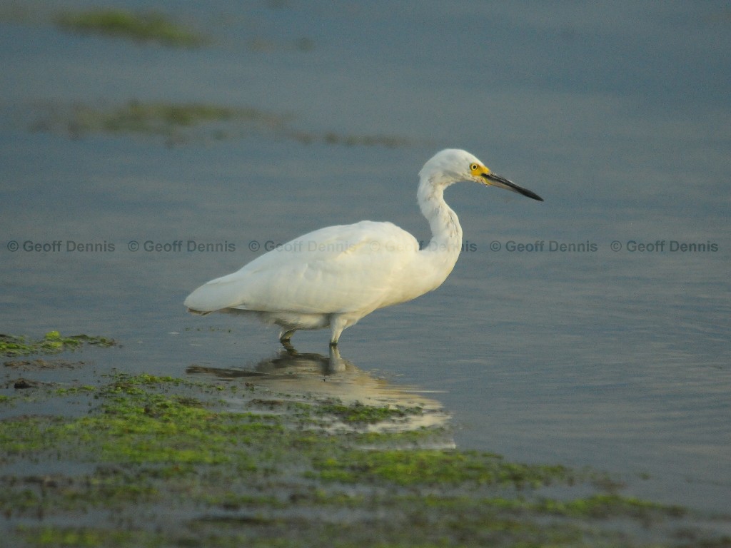 SNEG-AS_Snowy-Egret