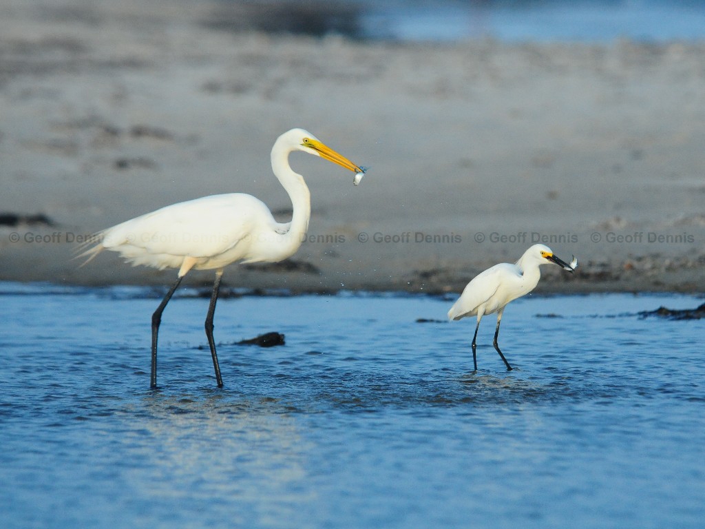 SNEG-AT_Snowy-Egret