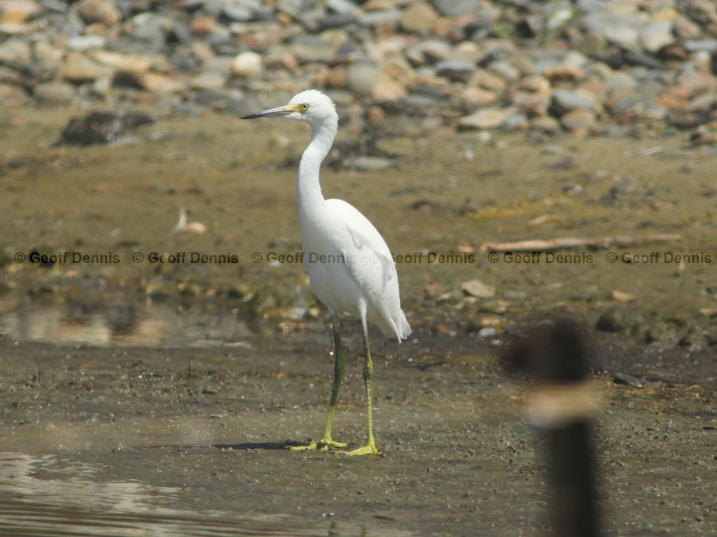 SNEG-AU_Snowy-Egret