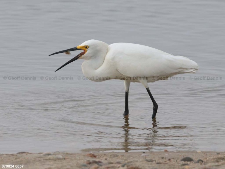 SNEG-AV_Snowy-Egret