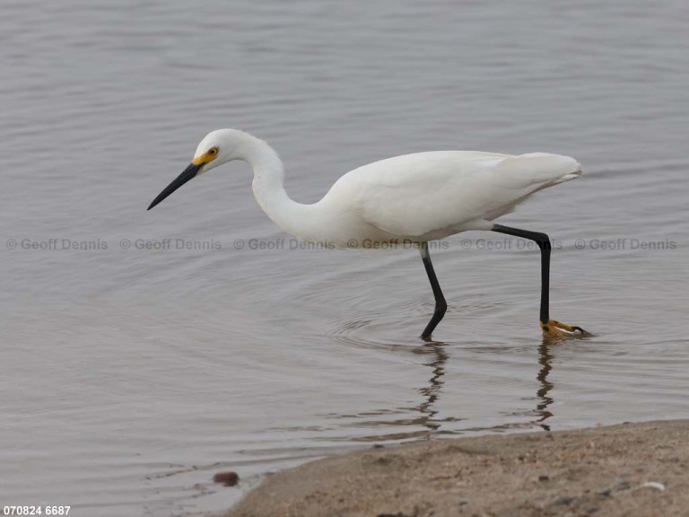 SNEG-AW_Snowy-Egret