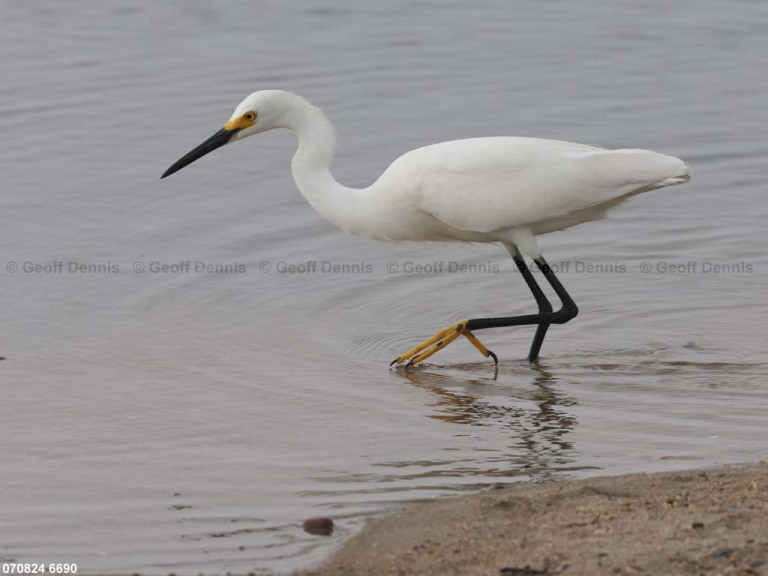 SNEG-AX_Snowy-Egret