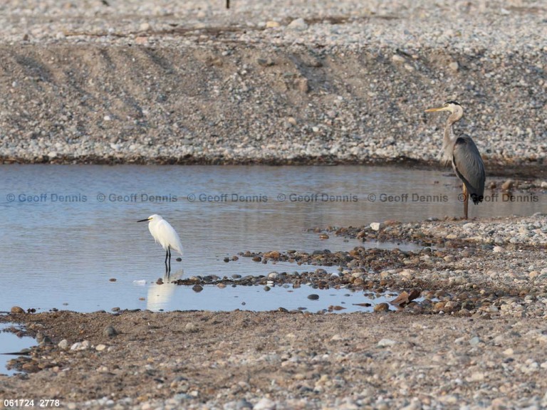 SNEG-AY_Snowy-Egret