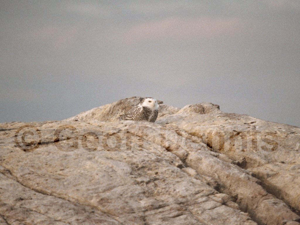 SNOW-AD_Snowy-Owl
