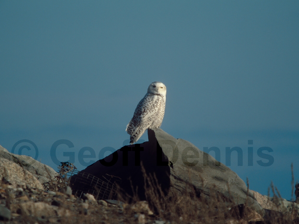SNOW-AE_Snowy-Owl