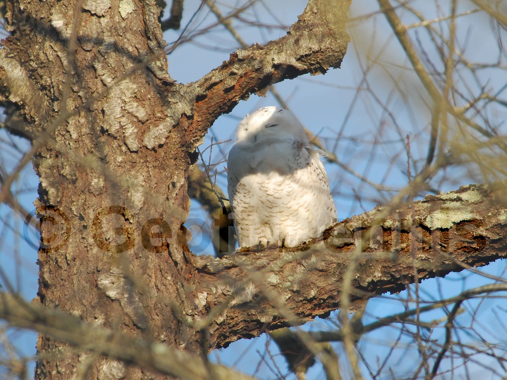 SNOW-AF_Snowy-Owl